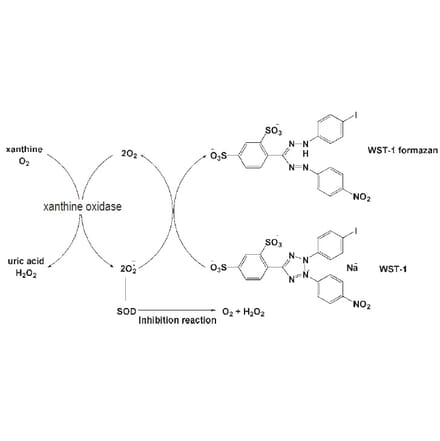 Diagram - SOD Activity Assay Kit - WST Method (A57224) - Antibodies.com