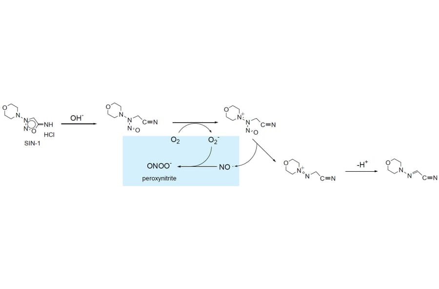 Diagram - SIN-1 - Nitric Oxide Donor (A57227) - Antibodies.com