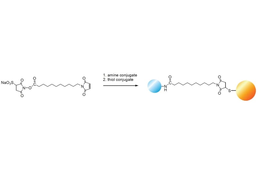 Diagram - Sulfo-KMUS - Water-Soluble Crosslinker (A57228) - Antibodies.com