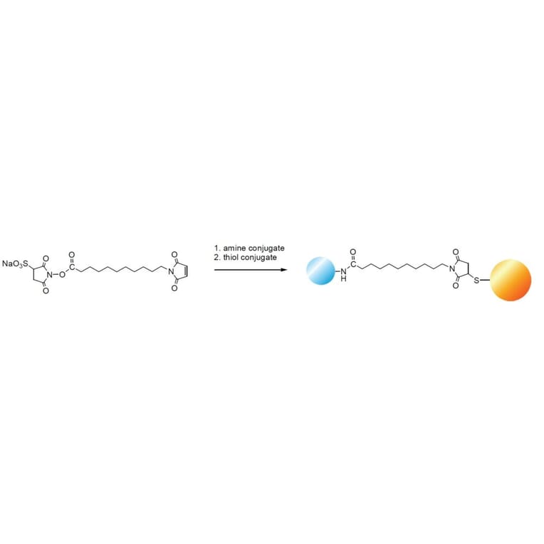 Diagram - Sulfo-KMUS - Water-Soluble Crosslinker (A57228) - Antibodies.com