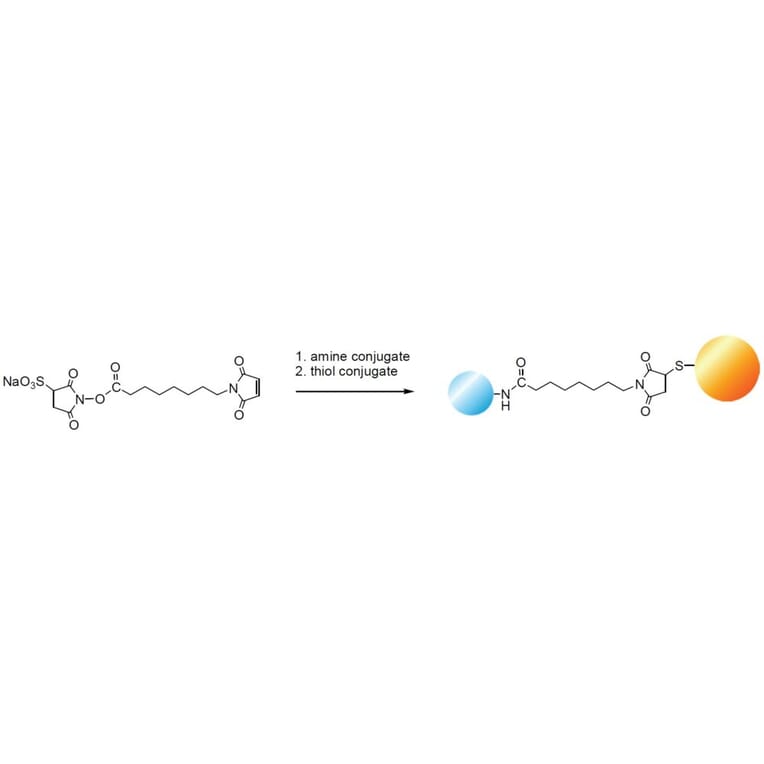 Diagram - Sulfo-HMCS - Water-Soluble Crosslinker (A57229) - Antibodies.com