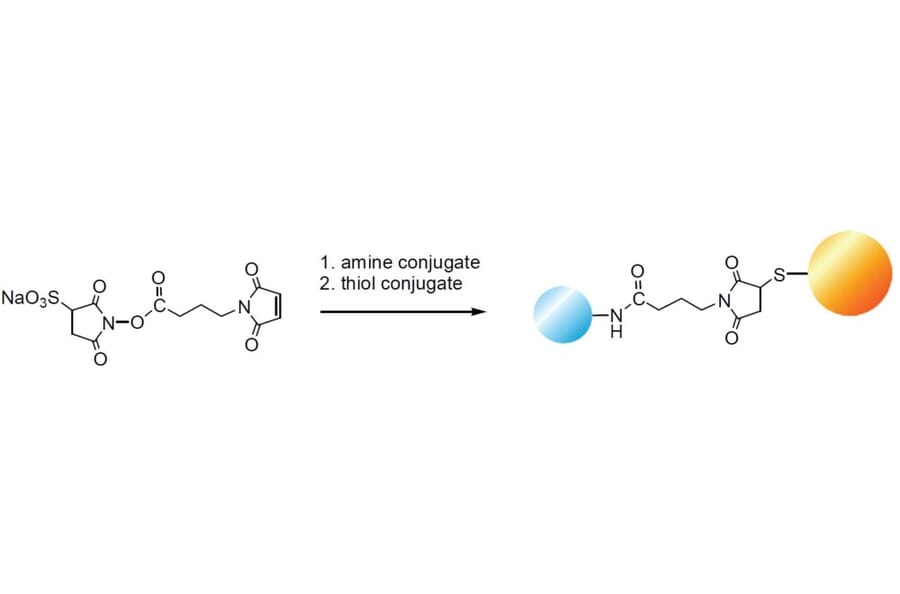 Diagram - Sulfo-GMBS - Water-Soluble Crosslinker (A57230) - Antibodies.com