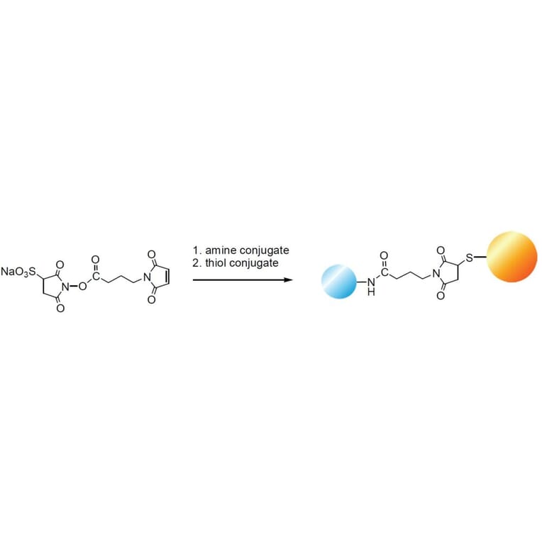 Diagram - Sulfo-GMBS - Water-Soluble Crosslinker (A57230) - Antibodies.com