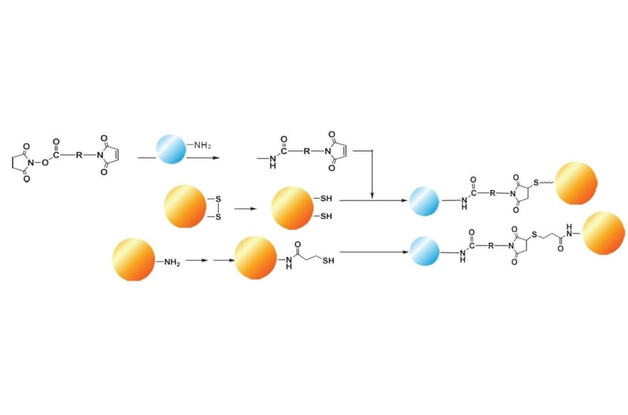 Diagram - Sulfo-GMBS - Water-Soluble Crosslinker (A57230) - Antibodies.com