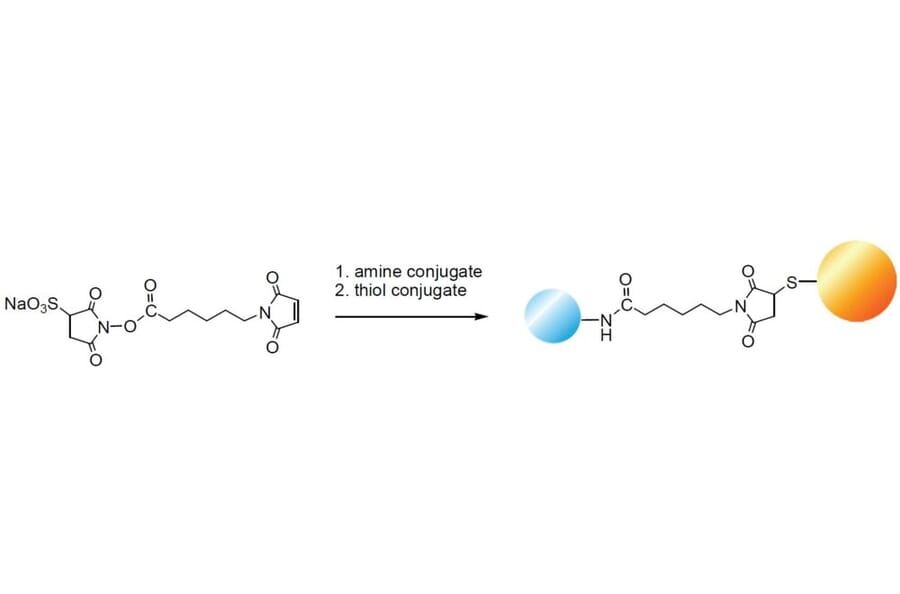 Diagram - Sulfo-EMCS - Water-Soluble Crosslinker (A57231) - Antibodies.com