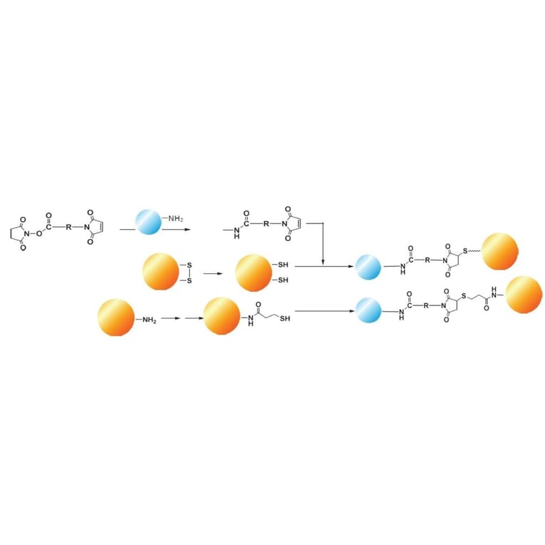 Diagram - Sulfo-EMCS - Water-Soluble Crosslinker (A57231) - Antibodies.com