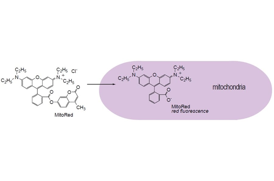 Diagram - Cellstain™ MitoRed - Mitochondrial Dye (A57234) - Antibodies.com