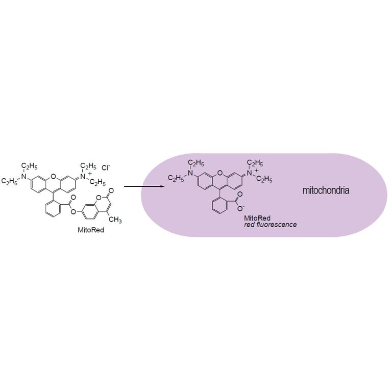 Diagram - Cellstain™ MitoRed - Mitochondrial Dye (A57234) - Antibodies.com