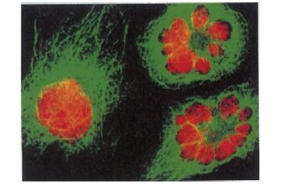 Diagram - Cellstain™ Propidium Iodide - Solution (A57238) - Antibodies.com