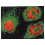 Diagram - Cellstain™ Propidium Iodide - Solution (A57238) - Antibodies.com