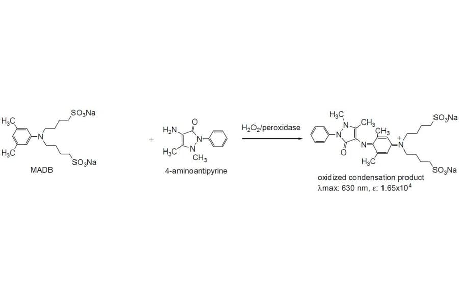 Diagram - MADB - Trinder Reagent (A57249) - Antibodies.com