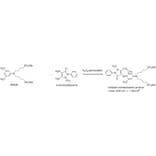 Diagram - MADB - Trinder Reagent (A57249) - Antibodies.com