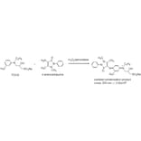 Diagram - TOOS - Trinder Reagent (A57251) - Antibodies.com