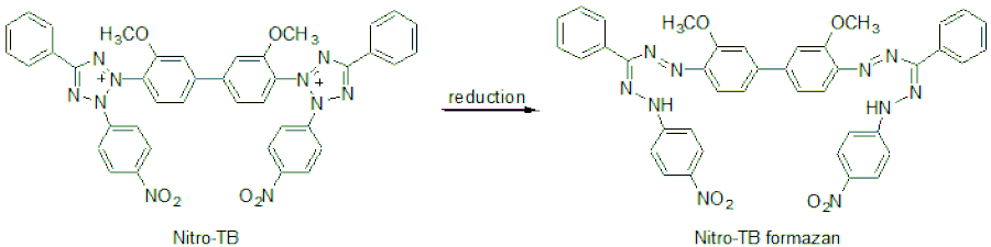 Diagram - Nitro Blue Tetrazolium - Tetrazolium Salt (A57281) - Antibodies.com