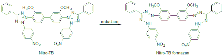 Diagram - Nitro Blue Tetrazolium - Tetrazolium Salt (A57281) - Antibodies.com
