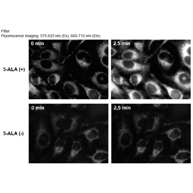 Diagram - Si-DMA - Mitochondrial Singlet Oxygen Probe (A57287) - Antibodies.com