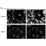 Diagram - Si-DMA - Mitochondrial Singlet Oxygen Probe (A57287) - Antibodies.com