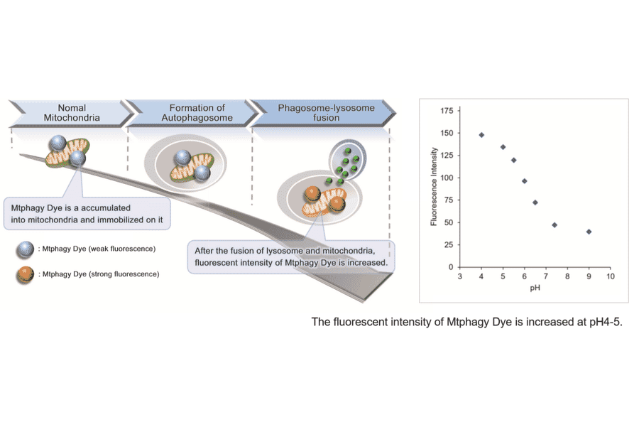 Diagram - Mitophagy Detection Kit - Fluorescent (A57288) - Antibodies.com