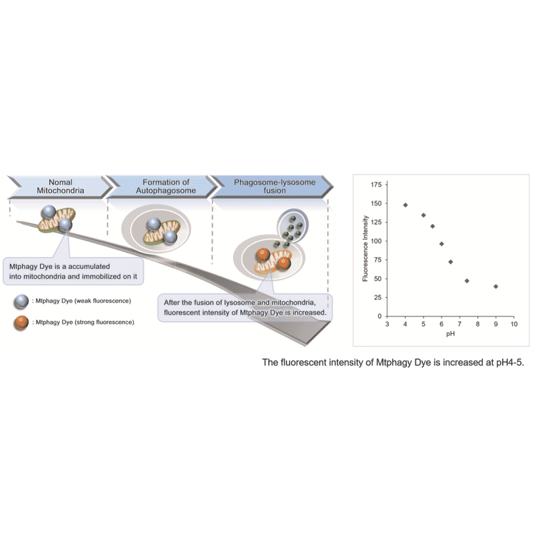 Diagram - Mitophagy Detection Kit - Fluorescent (A57288) - Antibodies.com