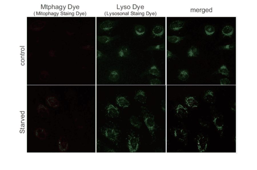 Diagram - Mitophagy Detection Kit - Fluorescent (A57288) - Antibodies.com