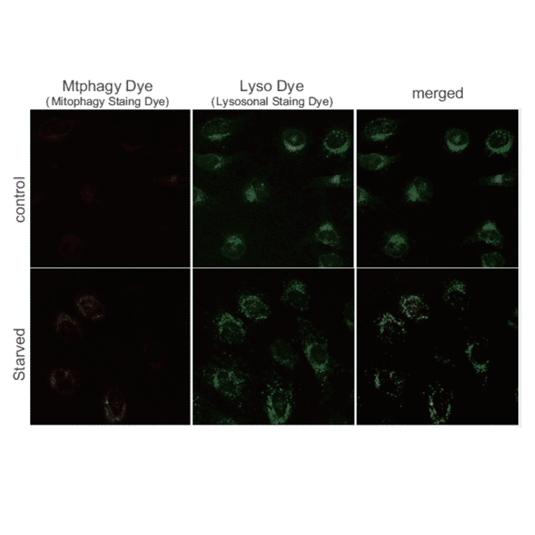 Diagram - Mitophagy Detection Kit - Fluorescent (A57288) - Antibodies.com