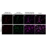 Diagram - Mitophagy Detection Kit - Fluorescent (A57288) - Antibodies.com