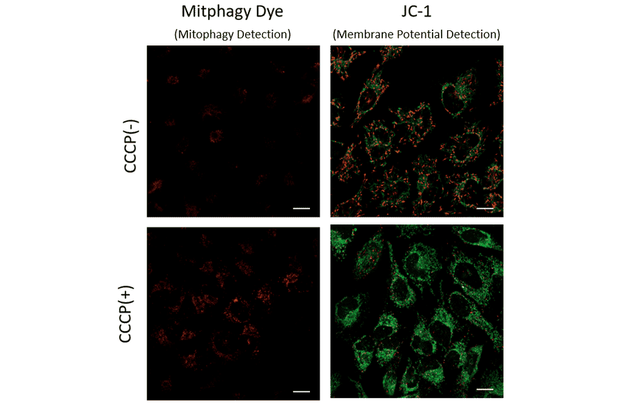 Diagram - Mitophagy Detection Kit - Fluorescent (A57288) - Antibodies.com