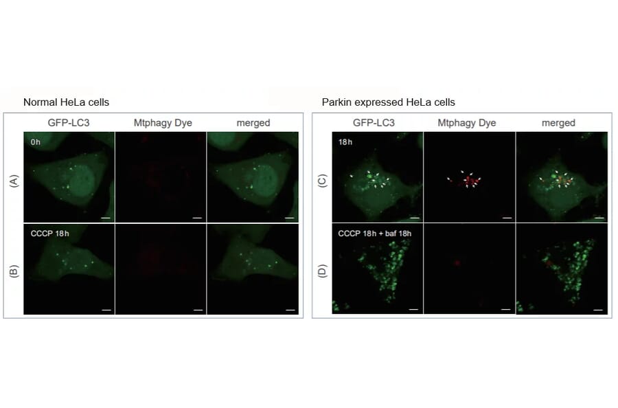 Diagram - Mitophagy Detection Kit - Fluorescent (A57288) - Antibodies.com