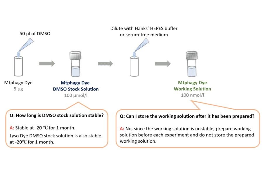 Diagram - Mitophagy Detection Kit - Fluorescent (A57288) - Antibodies.com