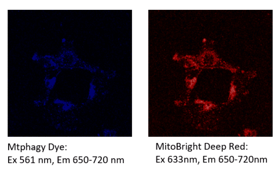 Diagram - Mitophagy Detection Kit - Fluorescent (A57288) - Antibodies.com