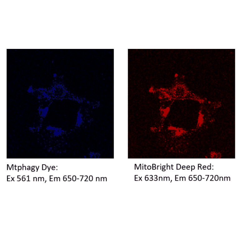 Diagram - Mitophagy Detection Kit - Fluorescent (A57288) - Antibodies.com