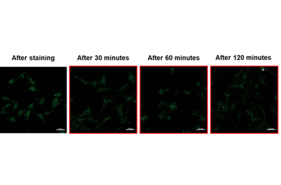 Diagram - Mitophagy Detection Kit - Fluorescent (A57288) - Antibodies.com