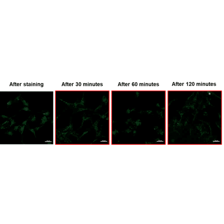 Diagram - Mitophagy Detection Kit - Fluorescent (A57288) - Antibodies.com