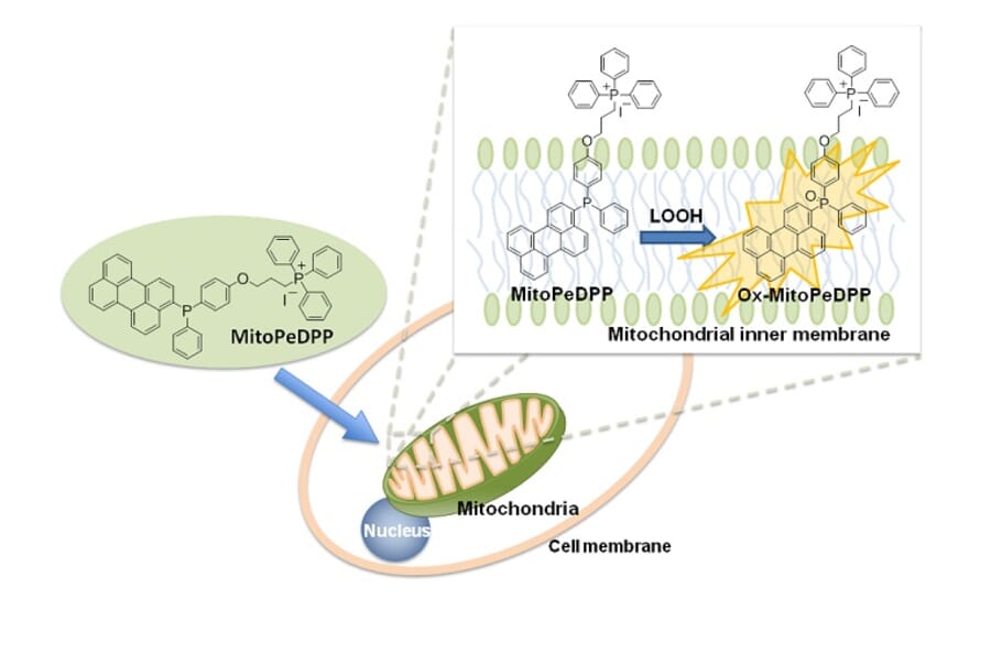 Diagram - MitoPeDPP - Mitochondrial Sulfur Probe (A57289) - Antibodies.com