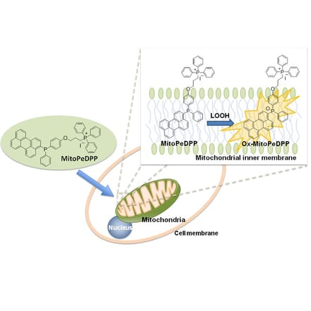 Diagram - MitoPeDPP - Mitochondrial Sulfur Probe (A57289) - Antibodies.com