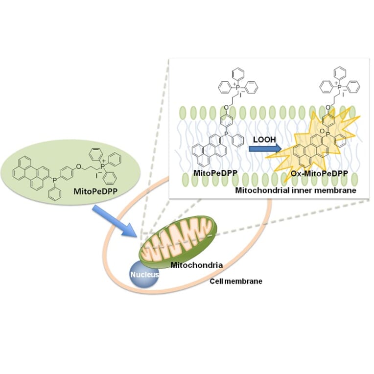 Diagram - MitoPeDPP - Mitochondrial Sulfur Probe (A57289) - Antibodies.com