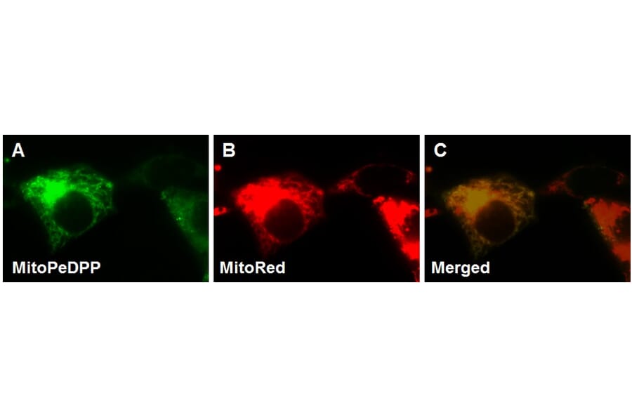 Diagram - MitoPeDPP - Mitochondrial Sulfur Probe (A57289) - Antibodies.com