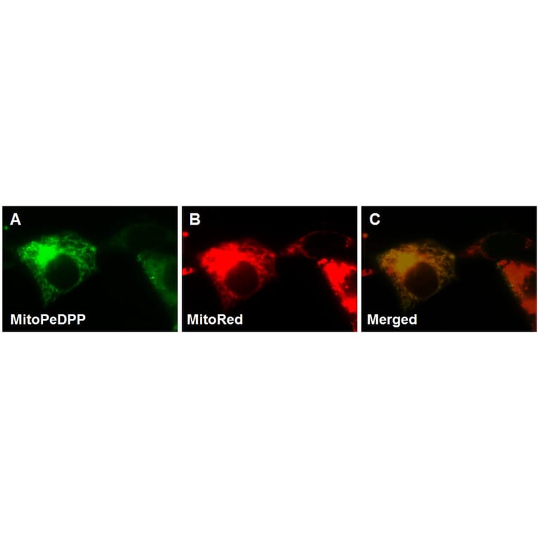 Diagram - MitoPeDPP - Mitochondrial Sulfur Probe (A57289) - Antibodies.com