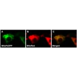Diagram - MitoPeDPP - Mitochondrial Sulfur Probe (A57289) - Antibodies.com