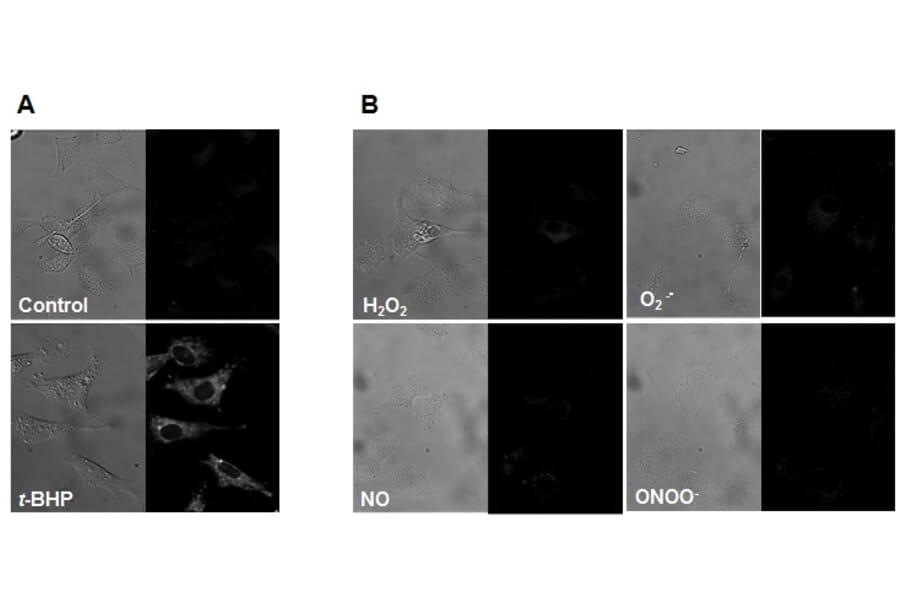 Diagram - MitoPeDPP - Mitochondrial Sulfur Probe (A57289) - Antibodies.com