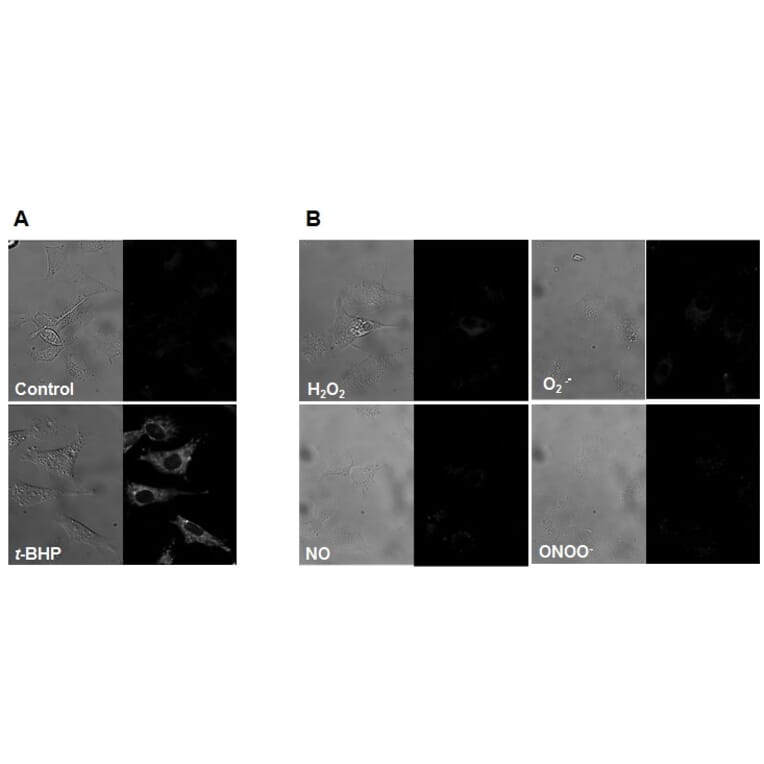 Diagram - MitoPeDPP - Mitochondrial Sulfur Probe (A57289) - Antibodies.com