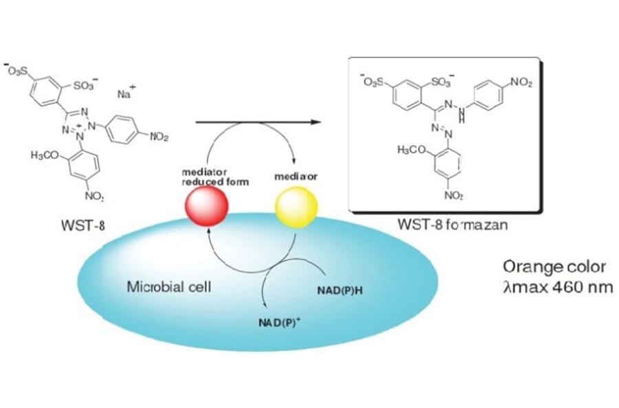 Diagram - Microbial Viability Assay Kit - WST Method (A57290) - Antibodies.com