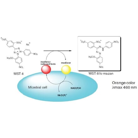 Diagram - Microbial Viability Assay Kit - WST Method (A57290) - Antibodies.com