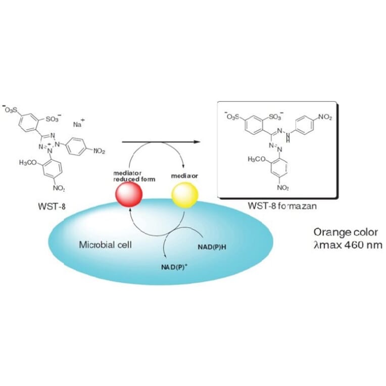 Diagram - Microbial Viability Assay Kit - WST Method (A57290) - Antibodies.com