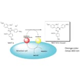 Diagram - Microbial Viability Assay Kit - WST Method (A57290) - Antibodies.com