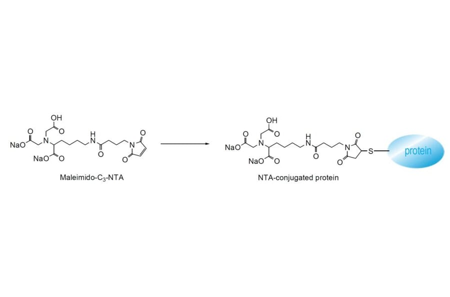 Diagram - Maleimido-C3-NTA - Thiol-Reactive NTA Reagent (A57292) - Antibodies.com