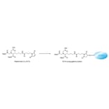 Diagram - Maleimido-C3-NTA - Thiol-Reactive NTA Reagent (A57292) - Antibodies.com
