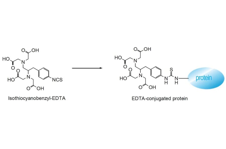 Diagram - Isothiocyanobenzyl-EDTA - Amine-Reactive Chelator (A57293) - Antibodies.com
