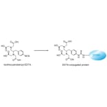 Diagram - Isothiocyanobenzyl-EDTA - Amine-Reactive Chelator (A57293) - Antibodies.com