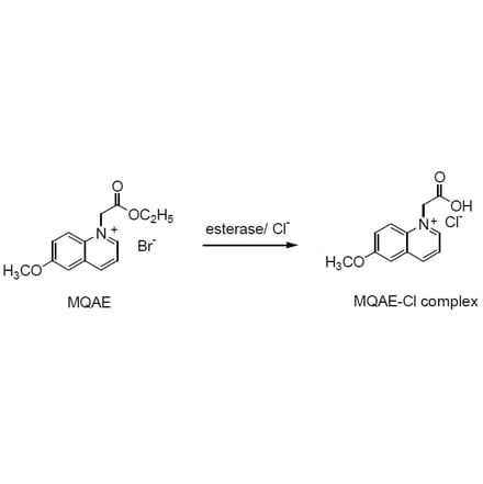 Diagram - MQAE - Chloride Indicator Dye (A57294) - Antibodies.com
